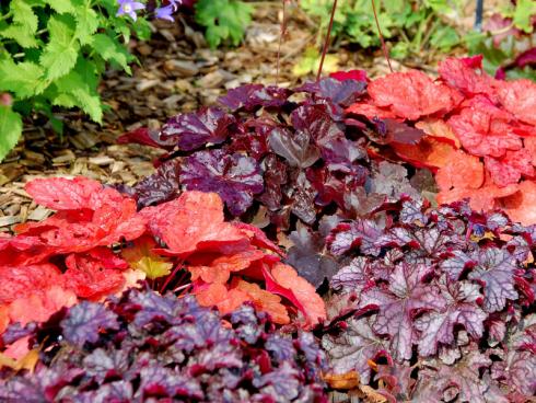 Farbe bekannt: Ihren Namen verdanken Purpurglöckchen eigentlich ihren zarten Blüten, doch bekannt sind sie vor allem für die breite Farbpalette ihres Laubs. Gelbgrün, Dunkelgrün, Grünrot, Bronze, Karamell, Orange, Dunkelviolett, mit auffälligem Muster… es gibt quasi nichts, was es nicht gibt. (Bildnachweis: GMH/Bettina Banse)