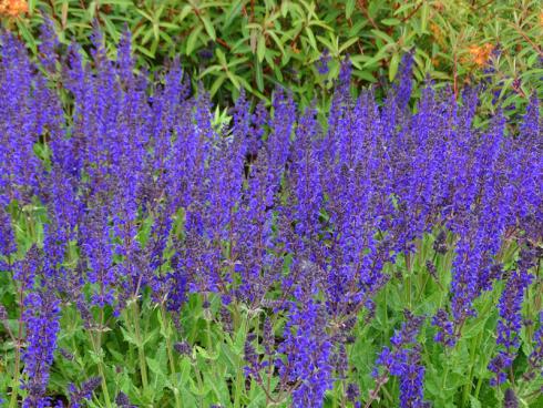 Blaublüter: Der Echte Salbei (Salvia officinalis) würzt Speisen und Getränke, der Steppen-Salbei (Salvia nemorosa, Foto) das Staudenbeet. (Bildnachweis GMH/Bettina Banse)