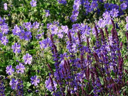 Best friends: Gleicher Farbbereich, aber unterschiedliche Blütenformen, so einfach kann gelungene Gartengestaltung sein. Storchschnabel und Steppen-Salbei ergänzen sich hervorragend. (Bildnachweis: GMH/Bettina Banse)