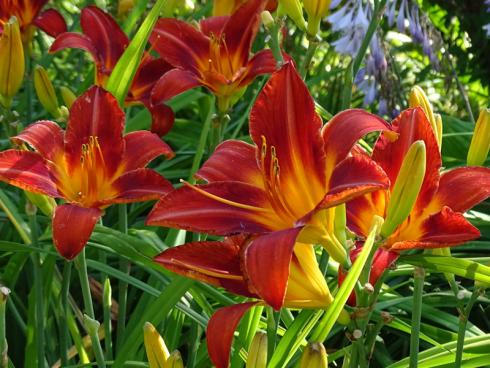 Haben wollen! Taglilien sind ebenso prächtig wie anspruchslos und werden gerne auch als Blume für „intelligente Faule“ bezeichnet. (Bildnachweis: GMH/Bettina Banse)