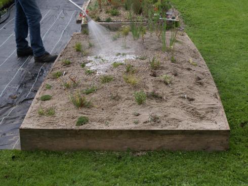 4. Kräftig angießen: In den ersten Wochen nach der Pflanzung muss immer wieder durchdringend gewässert werden, bis sich die Pflanzen durch die Sandschicht in den Erdboden eingewurzelt haben. (Bildnachweis: GMH/Till Hofmann)