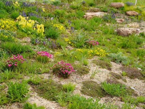 Frühlingsaspekte: Zwischen pinkfarbenen Nelken und Schlüsselblumen, violettem Günsel und goldgelbem Fingerkraut bereiten sich hohe Stauden wie Königskerzen und Edel-Disteln auf den Sommer vor. Auch die zahlreichen Thymianpolster werden dann ihre volle Wirkung entfalten. (Bildnachweis: GMH/Till Hofmann)