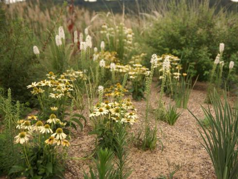 Hell und freundlich; Helle Sorten von Scheinsonnenhut (Echinacea) und Prachtscharte (Liatris) sowie zahlreiche Gräser lassen die Pflanzung luftig-leicht wirken. Auch der Effekt einer gröberen Sandkörnung ist gut zu erkennen: Gröberes Material lagert sich an der Oberfläche ab und bildet ein eigenes Gestaltungselement. Ganz bewusst blieb ein Teil der Fläche unbepflanzt, um bodenbrütende Wildbienen zu fördern. (Bildnachweis: GMH/Till Hofmann)