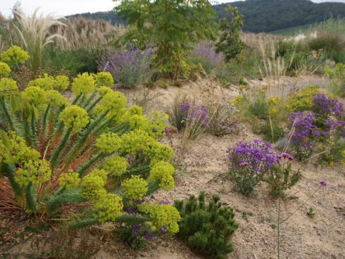 Meeresspirit: Für eine entspannte Dünenoptik sorgen – neben Gräsern und einer Zwerg-Kiefer – die Steppen-Wolfsmilch (Euphorbia seguieriana ssp. niciciana), Berg-Astern (Aster amellus) der Sorte ’Veilchenkönigin‘, Argentinisches Eisenkraut (Verbena bonariensis) und Goldhaar-Astern (A. linosyris). (Bildnachweis: GMH/Till Hofmann)