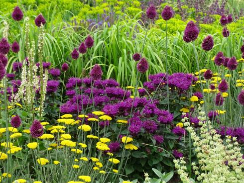 Edler Wettstreit: Sind es die purpurvioletten Blütenköpfe von Monarda und Kugellauch? Die goldgelben Teller der Schafgarbe? Oder doch das frische Gelbgrün von Chinaschilf (Miscanthus) und Wolfsmilch (Euphorbia)? Wer hier die größte Leuchte im Beet ist, lässt sich kaum sagen. (Bildnachweis: GMH/Bettina Banse)