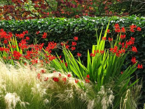 Feuervogel: Wie ein Schwarm Kolibris stieben die feuerroten Blüten der Montbretie ’Lucifer‘ (Crocosmia masoniorum) aus dem Federgras (Stipa tenuissima) empor. Vor der dunklen Efeuhecke leuchten ihre Blüten und Blätter umso intensiver. (Bildnachweis: GMH/Bettina Banse)