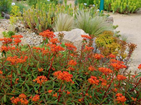 Leuchtfeuer: Der Name ist Programm: Von April bis bis in den Juli hinein wirft die Himalaya-Wolfsmilch ’Fireglow‘ (Euphorbia griffithii) ihren rotorangefarbenen Schein auf Prärie- und Steppenpflanzungen. Im Herbst lodert sie mit einer temperamentvollen Herbstfärbung ein zweites Mal auf. (Bildnachweis: GMH/Bettina Banse)