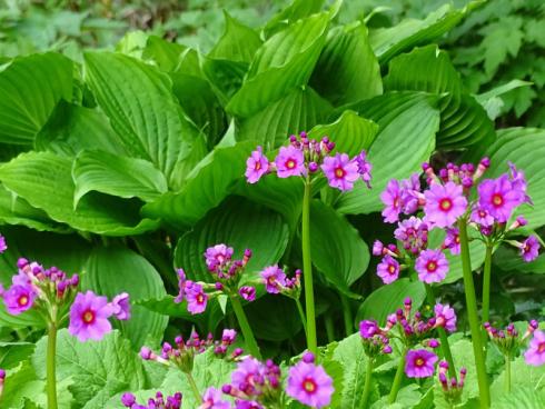 Edler Wettstreit: Sind es die purpurvioletten Blütenköpfe von Monarda und Kugellauch? Die goldgelben Teller der Schafgarbe? Oder doch das frische Gelbgrün von Chinaschilf (Miscanthus) und Wolfsmilch (Euphorbia)? Wer hier die größte Leuchte im Beet ist, lässt sich kaum sagen. (Bildnachweis: GMH/Bettina Banse)