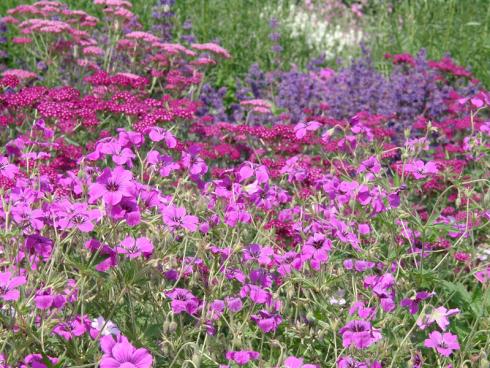 Power-Pink: Kirschrote und rosafarbene Schafgarben (Achillea) sowie rosavioletter Storchschnabel (Geranium) machen rosarote Brillen überflüssig! (Bildnachweis: GMH/Bettina Banse)