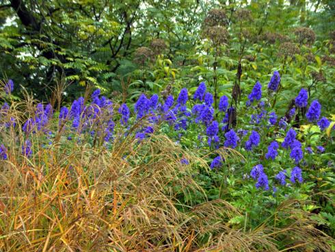 Blaulicht an! Im Herbst findet im Halbschatten ein Farbspektakel der besonderen Art statt: Der Eisenhut (Aconitum) präsentiert einen der reinsten Blautöne der Pflanzenwelt – hier noch unterstrichen von herbstlich verfärbter Rutenhirse (Panicum virgatum). (Bildnachweis: GMH/Bettina Banse)