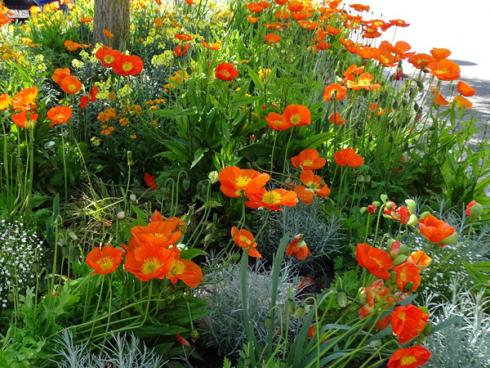 FlowerPower: Island-Mohn (Papaver nudicaule) und Schöterich (Erysimum) strahlen um die Wette, während das silbrige Laub des Currykrauts das ruhige Gegengewicht bildet. (Bildnachweis: GMH/Bettina Banse)