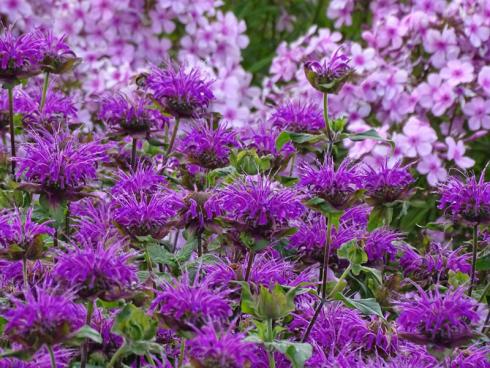 Neuer Style: Der freche Fransenschnitt der Indianernesseln ist ein schöner Kontrast zu den klassischen Blütenräder der Flammenblume (Phlox). Empfehlenswerte violette Sorten sind beispielsweise ’Huckleberry‘ und ’Blaukranz‘. (Bildnachweis: GMH/Bettina Banse)