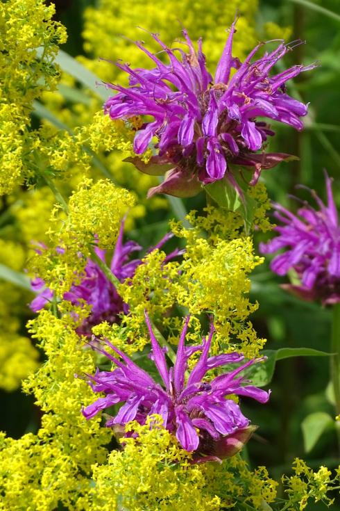 Stimmungsvolle Stunden: Mit seinen Abertausend Blütensternchen lässt das Echte Labkraut (Galium verum) die 140 cm hohe Sorte ’Prärienacht‘ umso stärker funkeln. (Bildnachweis: GMH/Bettina Banse)