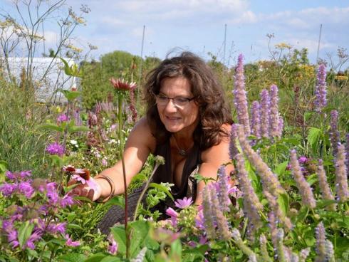 Monarda-Expertin: Gartenbau-Ingenieurin Cornelia Pacalaj betreute am gartenbaulichen Lehr- und Versuchszentrum in Erfurt die gerade abgeschlossene dreijährige Monarda-Sichtung. (Bildnachweis: GMH/Cornelia Pacalaj)