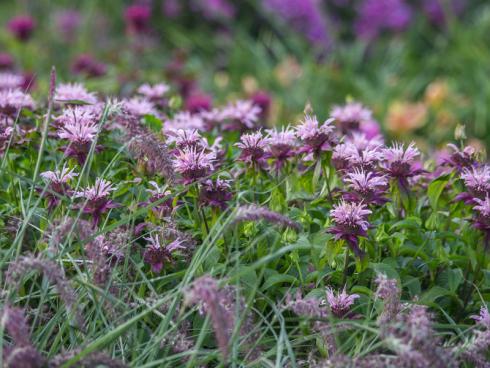 Magische Momente: Unter den zartrosafarbenen Blüten von Monarda ’Rebecca‘ leuchten dunkelviolett gefärbte Hüllblätter und Stängel hervor. Zu der 80 cm hohen Sorte passt das violett überhauchte Lampenputzergras ’Karley Rose‘ (Pennisetum orientale). (Bildnachweis: GMH/Bettina Banse)