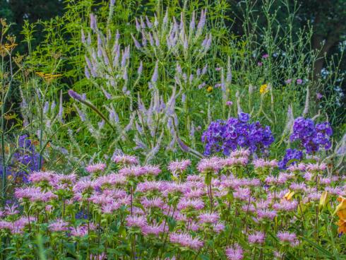 Meeresrauschen: Am Horizont türmen Kandelaber-Ehrenpreis (Veronicastrum) und violettblauer Phlox schäumende Blütenwogen auf, im Vordergrund zieht ein Schwarm Monarda fistulosa ’Fishes‘ vorbei. (Bildnachweis: GMH/Bettina Banse)