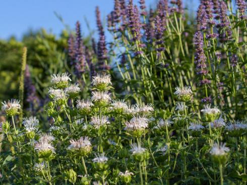 Wolkenschloss Von allen weißen Monarda-Sorten ist ’Schneewolke‘ (80-100 cm) eine der besten. (Bildnachweis: GMH/Bettina Banse)