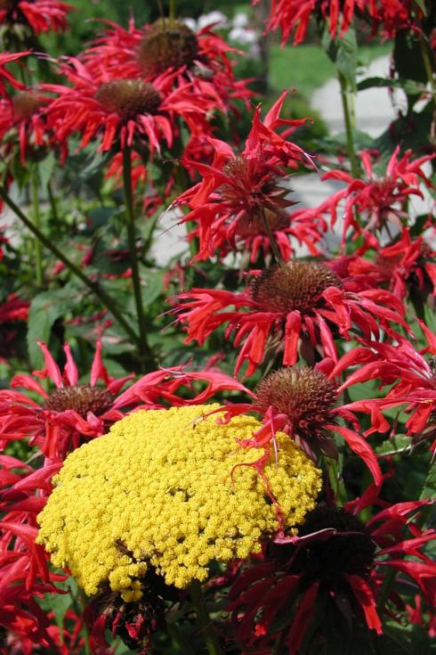 Signalfarben: Indianernesseln begeistern mit intensiven Rottönen. Mit Gold-Garben (Achillea filipendulina) an der Seite strahlen sie umso intensiver. (Bildnachweis: GMH/Staudengärtnerei Gaißmayer)