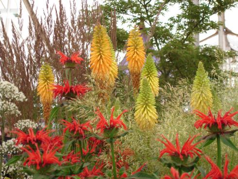 Heiße Kombi: Im Hintergrund brennen Fackellilien, im Vordergrund lodert Monarda didyma ’Jacob Cline‘ (100-120 cm). Ein Silber-Federgras (Stipa calamagrostis ’Allgäu‘) sorgt für den passenden Funkenflug. ’Jacob Cline‘ ist eine der robustesten reinen M.-didyma-Züchtungen. (Bildnachweis:GMH/Staudengärtnerei Gaißmayer)