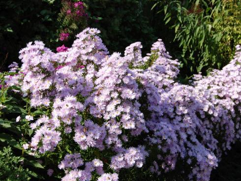 Karls Klassiker: Die Glattblatt-Aster (Aster novi-belgii) ‘Rosenquarz’ wurde schon 1949 vom bekannten Staudenzüchter Karl Foerster gezüchtet und hat sich bis heute bewährt. An einem sonnigen Standort blüht die standfeste und bis 100 cm hohe Staude von September bis Oktober. Einmal eingewachsen, können Sie von dieser Sorte getrost den ein oder anderen Trieb für die Vase schneiden. Sie blüht so üppig, dass dann immer noch genug Pollen und Nektar für die Insekten übrig bleibt. (Bildnachweis: GMH/Bettina Banse)