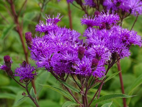 Überragender Geheimtipp: Die Vernonie (Vernonia crinita) kann bis zu zwei Meter hoch wachsen und ist im Herbst nicht zu übersehen. Das liegt nicht nur an ihrer Größe, sondern vor allem an der Leuchtkraft ihrer Blüten, die ungewöhnlich spät, und zwar ab Oktober erscheinen. Aus der Nähe betrachtet, wird ihre Ähnlichkeit mit einer anderen insektenfreundlichen Staude deutlich. Daraus erklärt sich der Name Scheinaster, der für die Vernonie ebenfalls üblich ist. Die in Nordamerika heimische Staude blüht bis in den November hinein und braucht Sonne und einen nährstoffreichen, gleichmäßig feuchten Boden. (Bildnachweis: GMH/Bettina Banse)