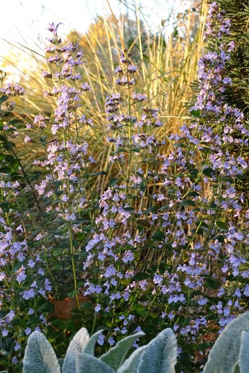 Blütenwölkchen: Es muss nicht immer eine spektakuläre Einzelblüte sein. Auch klei-ne Blüten locken Insekten an und sie bringen filigrane Leichtigkeit in die Beete: Die Bergminze (Calamintha nepeta) gedeiht in vollsonnigen bis halbschattigen Beeten, blüht von Juli bis September und wird bis zu 50 cm hoch. Hier stehen die filigranen Blütenrispen in hübschem Kontrast zu den Blättern des Woll-Ziests (Stachys byzanti-na) im Vordergrund. (Bildnachweis:GMH/Bettina Banse)