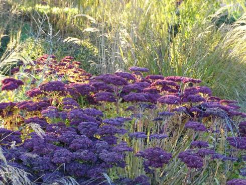 Komfortabler Landeplatz: Die diversen Sorten der Hohen Fetthenne (Sedum tele-phium) sind zwischen August und Oktober allesamt Insektenmagneten. Auf den schei-benförmigen Blütenständen können sich Bienen, Hummeln, Schmetterlinge und viele andere Insekten in Ruhe niederlassen und ausgiebig Nektar und Pollen tanken. Auch optisch macht die trockenheitsverträgliche und sonnenhungrige, rund 50 cm hohe Staude eine gute Figur: Zu Beginn der Blüte zeigen sich die Blüten altrosa und wandeln ihre Farbe im Herbst in ein kräftigeres Purpurrot. Selbst im Winter sehen die standfes-ten Samenstände attraktiv aus – selbst eine Haube aus Schnee lässt sie nicht einkni-cken, sondern steht ihnen ausgezeichnet. (Bildnachweis: GMH/Bettina Banse)