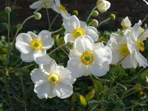 Elegantes Weiß: Auch halbschattige Beete können für Insekten bepflanzt werden. Das beste Beispiel: Die Herbst-Anemonen mit ihren goldgelben Staubgefäßen in Blüten, die von August bis Oktober auf rund einem Meter hohen Stielen zu schweben scheinen. Weiße Sorten wie die Anemone japonica ‘Honorine Jobert’ bringen Lichtreflexe an die schattigeren Lagen des Gartens. Die meisten anderen Arten und Sorten blühen rosa, werden aber spätestens nach der Blüte weiß: Dann bilden sich die wie in Watte gehüll-ten Samenstände, die bis weit in den Winter hinein hübsch aussehen. (Bildnachweis: GMH/Bettina Banse)