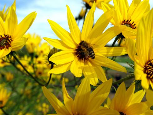 Dauerblüher für viele Jahre: Einjährige Sonnenblumen sind – sofern es sich nicht um pollenlose Züchtungen handelt – Bienenmagneten. Die alljährliche Aussaat können Sie sich mit den nahe verwandten Stauden-Sonnenblumen sparen: Sie treiben jedes Jahr wieder aus und blühen je nach Art von August bis November. Wie der einjährige Klassiker brauchen auch die mehrjährigen Sonnenblumen getreu ihrem deutschen Namen einen möglichst sonnigen Platz im Garten. (Bildnachweis: GMH/Bettina Banse)