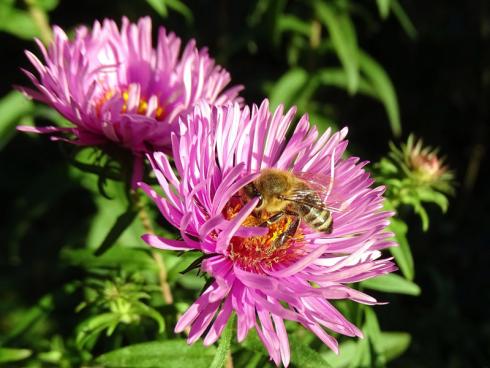 Späte Sterne: Dass Astern bei Bienen und anderen Insekten hoch im Kurs stehen, ist kein Wunder. Die Staubgefäße der späten Blüher liegen offen und dank der Vielfalt an Herbst-Astern finden Insekten je nach Art und Sorte von August bis zum Frost Futter. Suchen Sie sich einfach ihre Lieblingsart oder -sorte direkt in der Staudengärtnerei aus: Herbst-Astern können auch zur Blütezeit gepflanzt werden. Die meisten Arten brau-chen Sonne und einen humosen Boden. (Bildnachweis: GMH/Bettina Banse)