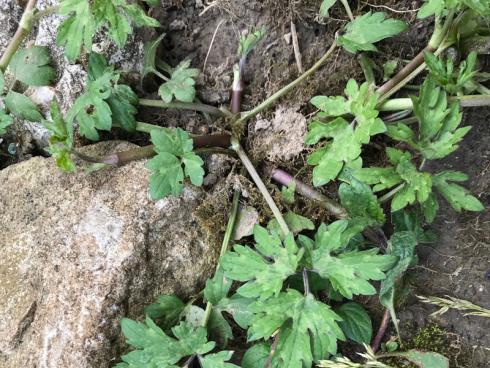 Bild garten.ch: Ein Hahnenfuss der sich über Ausläufer in den Beeten verbreitet. Er lässt sich einfach durch ausstechen bekämpfen. 