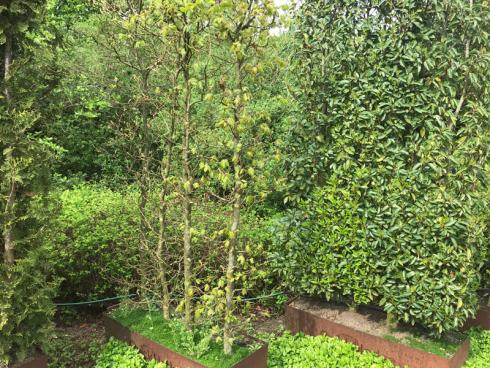 Bild garten.ch: Hecken sorgen für Wind- und Sichtschutz. Laubabwerfende Arten lassen im Winter mehr Licht durch, immergrüne Nadelgehölze und Lorbeerarten schirmen auch im Winter ab.
