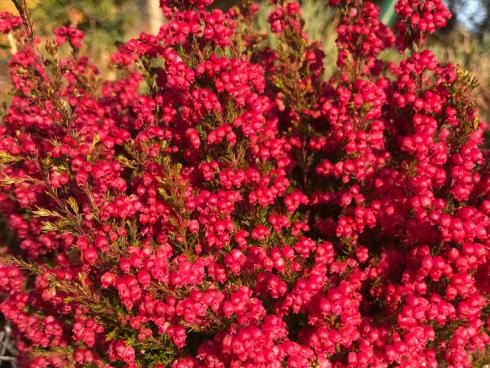 Bild garten.ch: Heidekraut in leuchtender Abendsonne