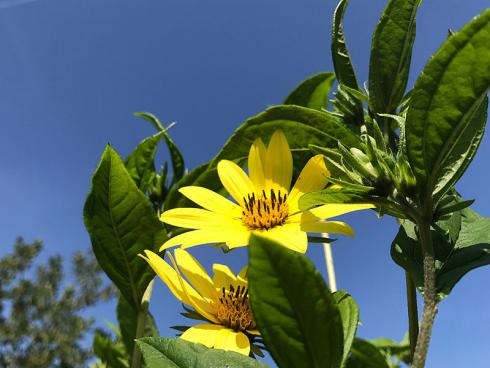 Bild garten.ch: Helianthus giganteus Blick von unten :-)