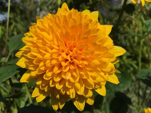 Bild garten.ch: Helianthus decapetulus