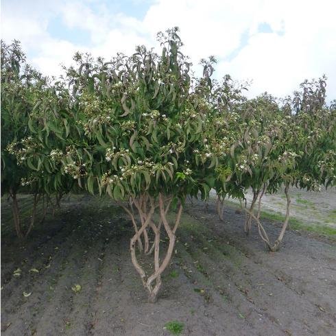 Bild: Bauer Baumschulen AG Heptacodium miciniodides