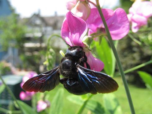 Die Blauschwarze Holzbiene nistet im Holz, ist auf Totholz angewiesen © bienen.ch 