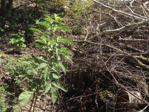 Bild garten.ch: Holzhaufen im Garten bieten vielen Tieren Unterschlupf. Daher macht es Sinn, wenn man noch ein paar Äste übrig lässt.