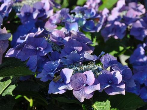 Bild garten.ch: Blaue Hortensien für den Garten