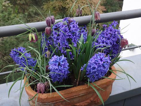 Im Herbst Blumenzwiebeln Pflanzen Auch In Töpfe Und Gefässe Garten Ch Foto Fluwel De Hyazinthe Blue Jackett Mit Zarter Begleitung