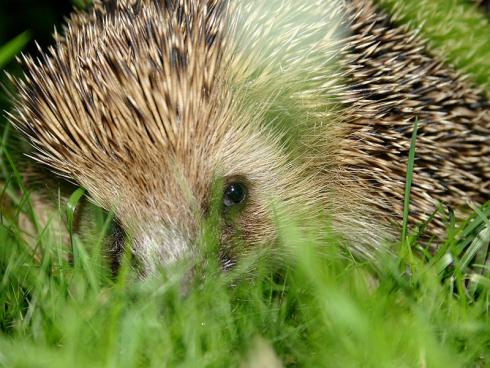 BIld: @ garten.ch Laubhaufen sind für Igel beliebte Winterquartiere