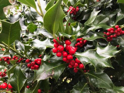 Bild garten.ch: Anstelle der im Herbst und Winter vorherrschenden Braun- und Grautönen fällt die Stechpalme mit dem frischen Grün und den roten Beeren auf.