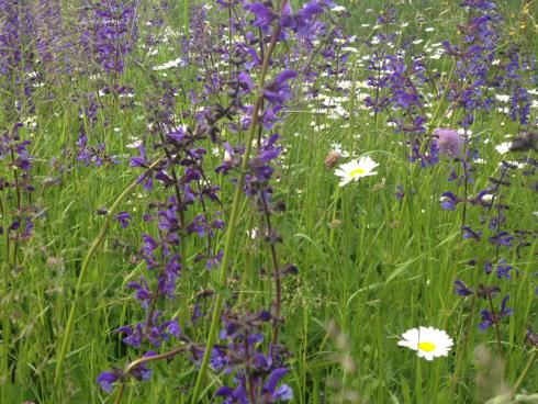 Bild garten.ch: Wiesensalbei und Margriten eignen sich bestens für Blumenwiesen. Sie sind robust und überleben es, wenn Kinder die Wiese betreten und ein paar Blumen pflücken,