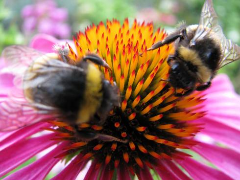 Bild garten.ch: Mit Stauden lässt sich ein ideales Umfeld für Insekten gestalten.