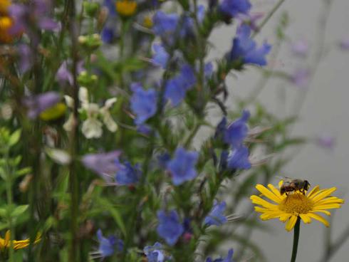 Bild garten.ch: Insekten auf Stauden