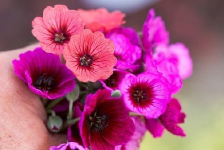 Bild: Jolly Jewel-Serie Grauer Storchenschnabel / Geranium cinereum