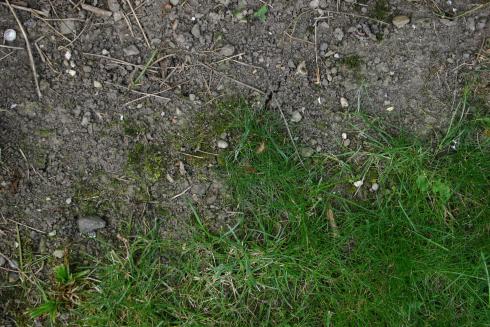 Bild garten.ch: Kahle Stellen werden rasch wieder durch Unkräuter bewachsen. Diese sollte man wieder mit Rasen neu ansähen.