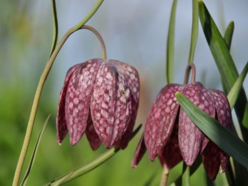 Bild garten.ch: Kaiserkronen sind anspruchslos und sehr dekorativ im Frühling