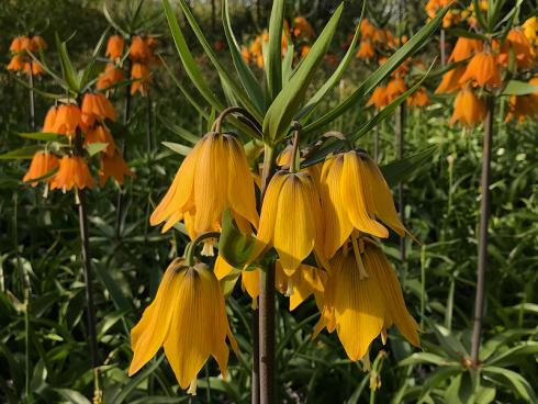 Bild garten.ch: Die Kaiserkrone trägt ihren Namen zu recht. Mit ihrer Grösse und Fülle von Blüten sind sie ein Blickfang.