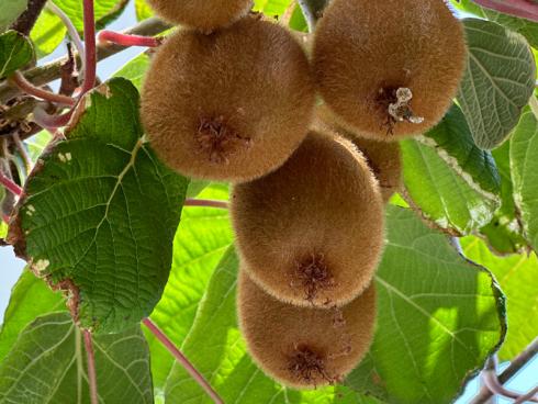 Bild garten.ch: Bis zur Essreife lagert man Kiwi bei Raumtemperatur. Haben sie die Essreife erreicht, ist die Aufbewahrung im Kühlschrank sinnvoll. 